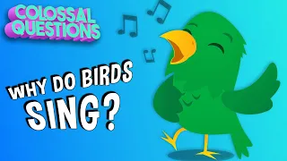 Why Do Birds Sing In The Morning? | COLOSSAL QUESTIONS