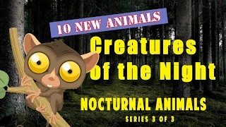 🎬 Nocturnal Animals for Kids and their Sounds | Educational Videos | (Series 3 of 3)