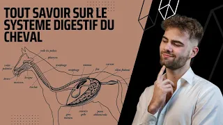 L'anatomie du système digestif du cheval