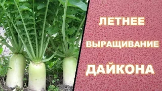 🌿ЛЕТНЕЕ ВЫРАЩИВАНИЕ ДАЙКОНА