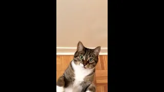 Kiara's Jumping & Clapping 🙀😹 Funny Cat Dance 😸😻