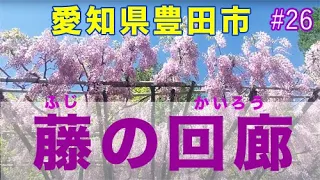 4月からゴールデンウィークが見頃？藤の回廊の藤棚を見てきた【愛知県豊田市御作町】2022.04.30