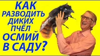 Где Живут Одиночные Пчелы и Их Паразиты? Как Разводить Диких Пчел Осмий и Мегахил?