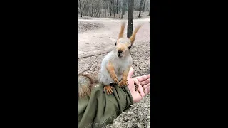 Увидев, что её снимают, белка быстро привела себя в порядок / The squirrel cleaned itself up