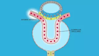 Glomerular Filtration: Role of Afferent and Efferent Resistance on GFR