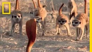 Audiences Are Wild About Meerkats! | National Geographic