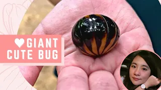 Giant Pill Millipede from Malaysia