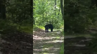 Bear!  Appalachian Trail 2022 (Pennsylvania)