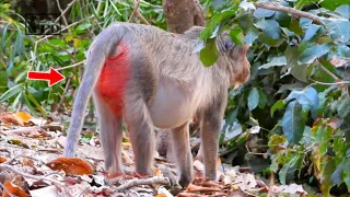 Adorable Mini( Loya )Mom She is Pregnant Give Birth This Week, Wildlife Monkey Pregnant Give Birth