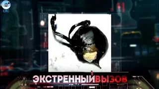 Экстренный вызов: 28 января 2016