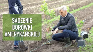 Borówka amerykańska - jak ją posadzić / SADZENIE BORÓWKI AMERYKAŃSKIEJ / dr inż.Tomasz Krupa