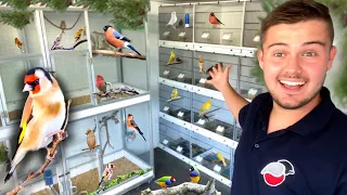 My Bird Breeding Set Up! (FULL TOUR)