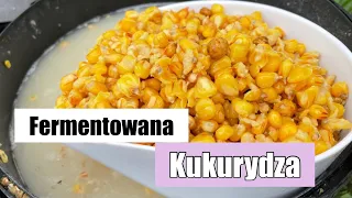 Fermentowana Kukurydza Na Karpie i Amury Jak Przygotować ?
