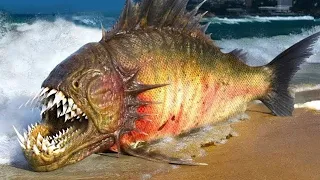 ყველაზე საშიში თევზი, რომელსაც 555 კბილი აქვს