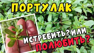 ПОРТУЛАК. ЧТО ЭТО? Сорняк, лекарство, или ДЕЛИКАТЕС? ПОЛЬЗА и вред ПОРТУЛАКА