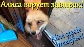 Алиса лиса. Кто ворует завтраки собак?! (Who steals dogs' breakfasts?!).