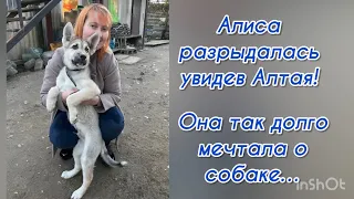 Алиса разрыдалась увидев Алтая! Она так долго мечтала о собаке… Приют для животных