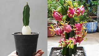 Discover the Magic of Growing Dragon Fruit with Super Fruit Branches