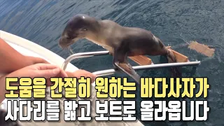 Sea lion climbing a ladder for help