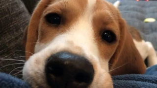 Beagle puppy licks camera lens, makes cutest noise