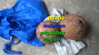 paano malaman ang buhay na bao