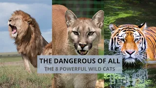 POWERFUL WILD CATS. THE TOP 8 OF ALL.