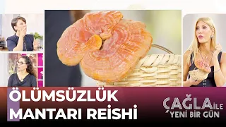 Reishi Mantarının Mucizevi Faydaları - Çağla ile Yeni Bir Gün 901. Bölüm