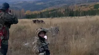 Grizzly bear stand off at twenty paces