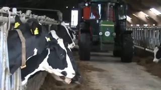 John Deere  3350 Tractor Feeds Cows. With Triolet Feeder.