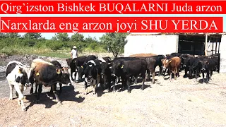 Qirg’izston Bishkekdan kelgan Shvest BUQALAR Juda arzon NARXLARDA