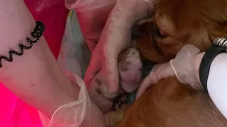 Cavalier Puppies Birth to 5 Weeks