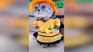 Приколы 2019 ЛУЧШИЕ СМЕШНЫЕ МОМЕНТЫ С ЖИВОТНЫМИ И КОТАМИ/FUNNY ANIMALS