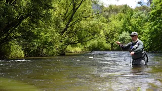 Catching Amazing Quality Trout Fly Fishing the Kiewa River!