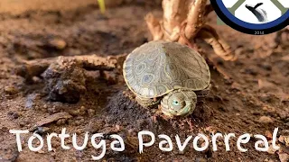 Tortuga Pavorreal | Trachemys Venusta | Cuidados, Hábitat y información | 2021 | 🐢🇲🇽