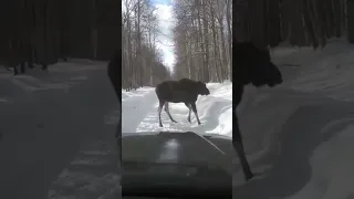 Лось напал на машину! Не поделили дорогу.)))