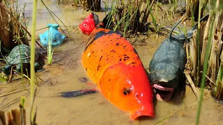 Find koi fish in the mud, crocodile eaten lobster, nemo fish, shark, crab - Part291