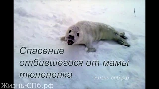 Спасение отбившегося от мамы тюленёнка