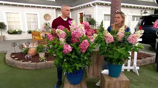 Roberta's 1-pc. Proven Winners Fire Light Tidbit Hydrangea Plant on QVC