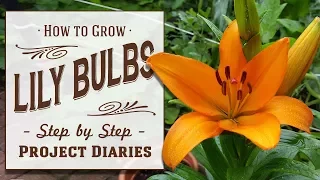 ★ How to: Grow Lily Bulbs in Containers (A Complete Step by Step Guide)