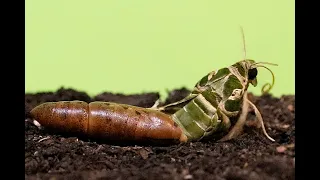 Oleander Hawk-Moth Transformation from Caterpillar to Moth