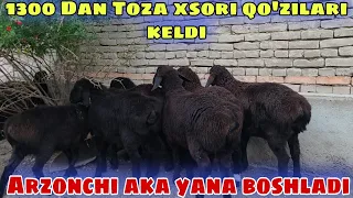 TOZA XSORI QO'ZILAR KELDI ☎️+998916784343☎️