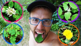 QUICK Foraging Tips ::: 4 easy edible plants to find in your yard!