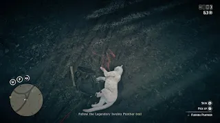 Red Dead Redemption 2 legendary Iwakta panther full hunt