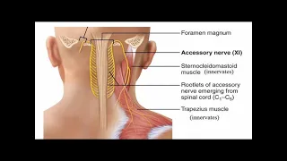 Two Minutes of Anatomy: Spinal Accessory Nerve