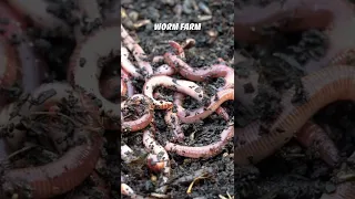 Worm Casting Tea to boost your Garden! #shorts