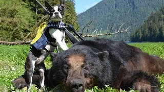 Black Bear Hunting- Bears & Bonds-  Alaskan Adventure Web Promo