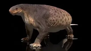 Cotylorhynchus.mp4