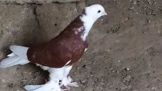 Qizil xakka Qora xakkani zo'rlari 500 minga 1 ta moda qizil hakka sotildi TOMOSHA pigeon, pigeons