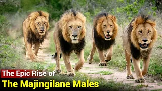 Brothers in Arms | The Mighty Majingilane Male Lions of Sabi Sands