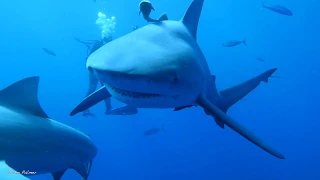 Bull Shark Diving - Jupiter, Florida